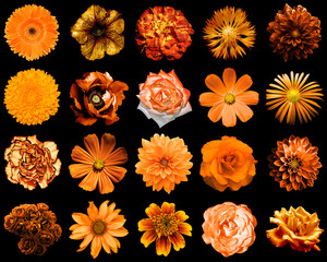 Wall Mural - Mix collage of natural and surreal orange flowers 20 in 1: peony, dahlia, primula, aster, daisy, rose, gerbera, clove, chrysanthemum, cornflower, flax, pelargonium isolated on black