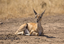 Very Young Grant Gazelle Taken In Ngorongoro Crater, Tanzania