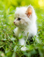  Little kitten in green grass in the park
