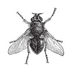 blue bottle fly or bottlebee (musca vomitoria) / vintage illustration