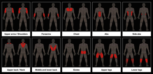 muscle chart - male body, frontal and back view with highlighted red muscle parts - isolated vector 