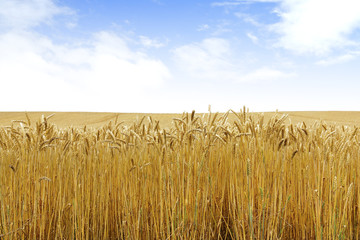 北海道の小麦畑　Hokkaido summer wheat field