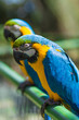 Two Macaw Parrots in Santa Cruz Bolivia South America