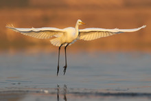 Great White Heron Landing On The Water Early Morning..Unusual Perspective And Soft Morning Light.