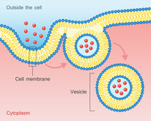 Endocytosis Vesicle Transport Cell Membrane