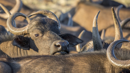 Wall Mural - Cape Buffalow cow looking out from within the herd