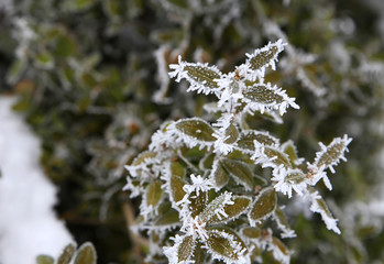 Wall Mural - nature in winter