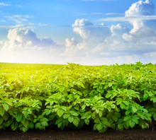 Green Potato Plant In Farm With Blue Sky
