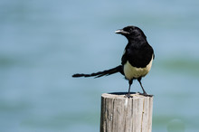 Black-Billed Magpie Perched On Wooden Fence Post