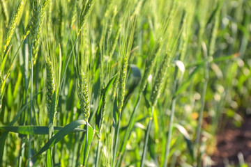 Wall Mural - Spikelets on wheat field, closeup