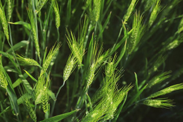 Poster - Spikelets on wheat field, closeup