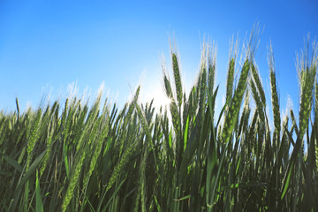 Canvas Print - Beautiful wheat field with blue sky on background