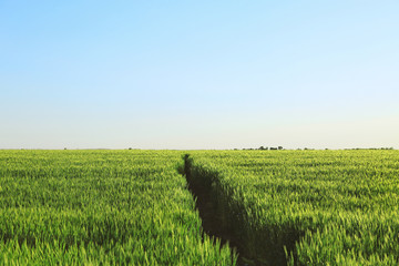 Poster - Beautiful wheat field with blue sky on background