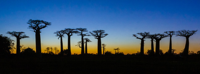 Sunset on baobab trees