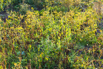 Wall Mural - view of overgrown garden in summer sunset