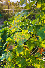 Wall Mural - cucumber plantation in garden at summer sunset