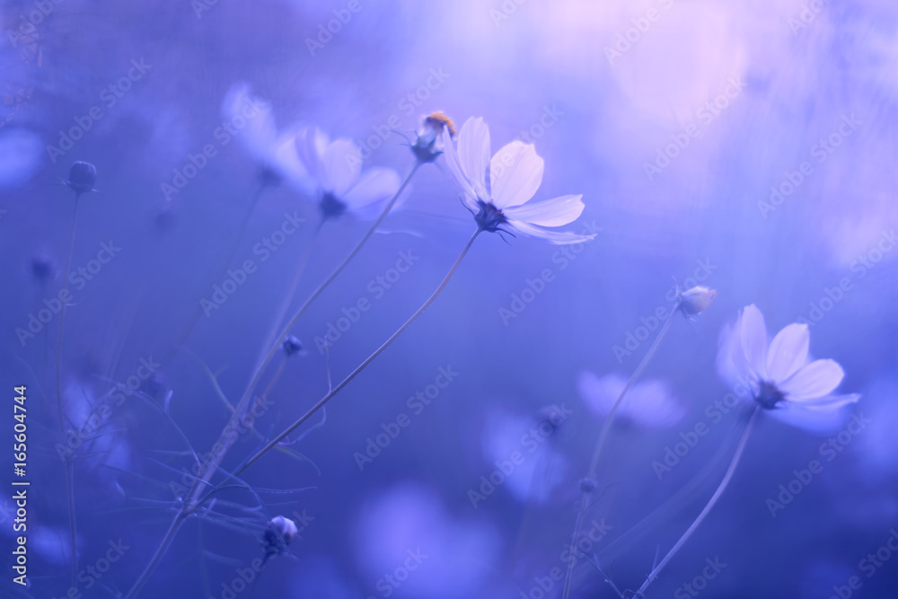Delicate blue flowers in the garden on a beautiful blue background. - obrazy, fototapety, plakaty 