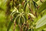 Fototapeta  - Flowers of Bourbon vanilla