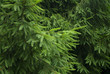 Fir spruce coniferous background.
