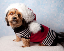 Cute Little Dog Wearing Santa Claus Hat And Sweater, Against A Holiday Backdrop 