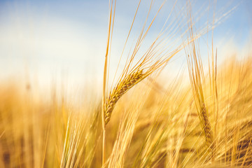 Golden wheat ripe in the field. Wheat stalk and grain close p, selective focus soft shades of yellow and orange background. Summer harvest concept for food growing crops health nutrition agriculture. 