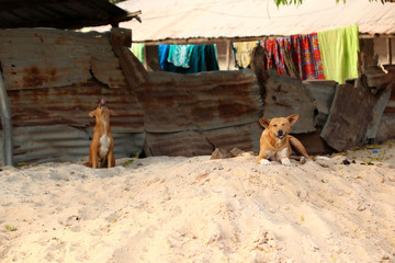 Wall Mural - two funny dogs on the sand under fresh loundry