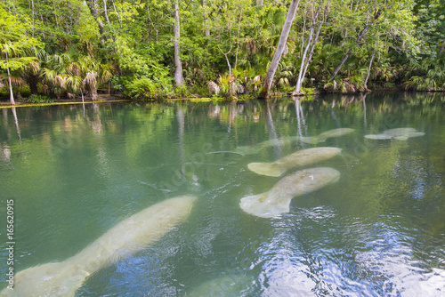 Fotografie, Obraz Manatee swimming up the beautiful Silver River in Florida to stay warm in the wi