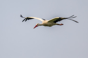 Wall Mural - Flying white Stork against cloudy background