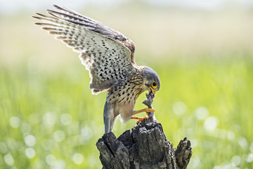 Sticker - kestrel