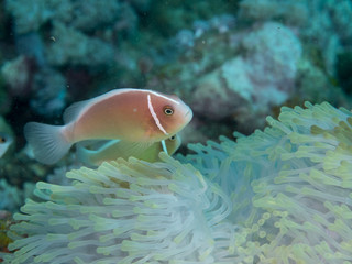 Wall Mural - Anemone fish with Anemone at underwater