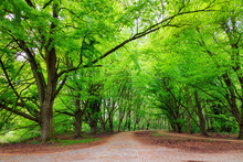 Beautiful Green Trees In Spring In The Amsterdam Forest (Amsterdamse Bos)