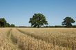 Field of barley with fresh wheel tracks