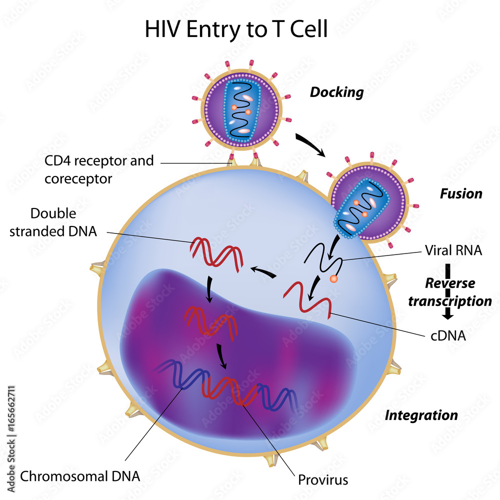 HIV entry to T cell - obrazy, fototapety, plakaty 