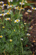 Matricāria chamomīlla.Blooming daisy in the afternoon. Plants for herbal medicine.