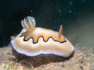 Wall Mural - nudibranch at under the sea