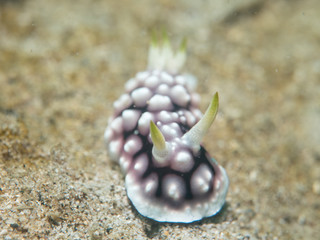 Wall Mural - nudibranch at under the sea