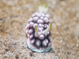 Wall Mural - nudibranch at under the sea