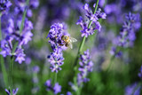 Fototapeta Lawenda - Bee sitting on a lavender flower