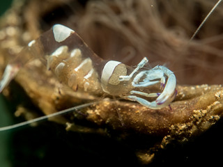 Wall Mural - anemone shrimp at sea anemone