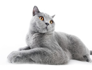 Wall Mural - British Shorthair cat isolated on white. Lying