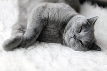 Young Cute Cat Sleeping On Cosy White Fur. The British Shorthair