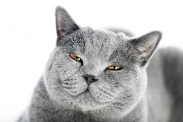 Wall Mural - British Shorthair cat isolated on white. Angry, irritated