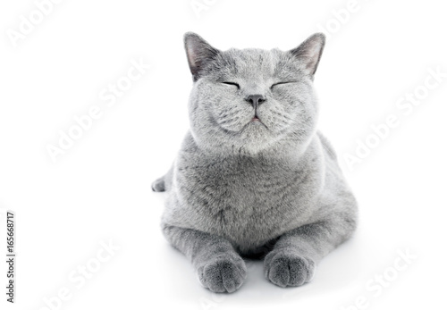 Fotografía British Shorthair cat isolated on white. Smiling