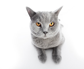 Wall Mural - British Shorthair cat isolated on white. Lying