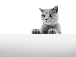 Wall Mural - British Shorthair cat isolated on white. Hunting