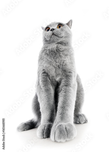 British Shorthair Cat Isolated On White Sitting Confident Buy