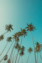 Tall Palm Trees On Tropical Beach With Clear Sky On Background Vintage Color Filtered With Copy Space