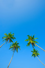 Wall Mural - Green leafs and crowns of coconut palm trees on the beach at clear sunny summer day with clean sky