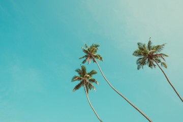 Wall Mural - Three tropical palm trees over clear blue sky background vintage color stylized