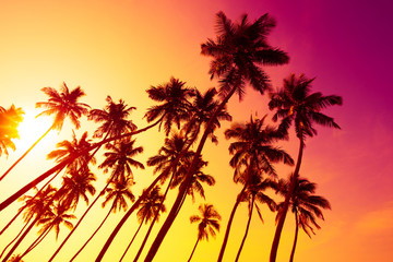 Wall Mural - Tropical beach sunset with palm trees silhouettes and shining summer sun